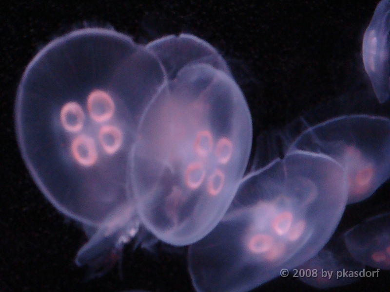 102 Toledo Zoo Light Show [2008 Dec 27].JPG - Scenes from the Toledo Zoo Light Show.